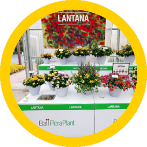 Ball FloraPlant's Lantana Display at the California Spring Trials showing their new Shamrock Lantana Colors: Yellow, Lavender, and Yellow Glow.