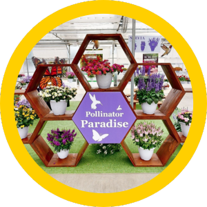 "Pollinator Paradise" display featuring Mystical Salvia from Ball FloraPlant.