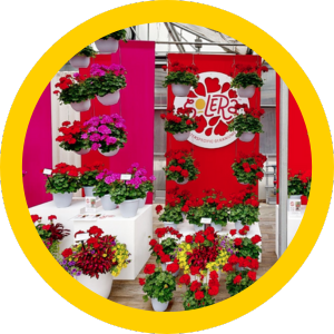 Solera Interspecific Geranium display with the 2 newest colors: Dark Red & Purple.